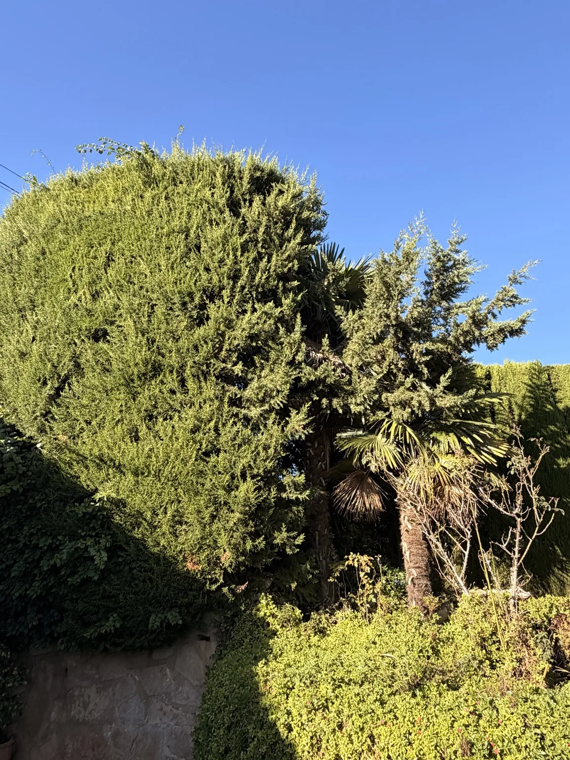 Plantation arbres & haies