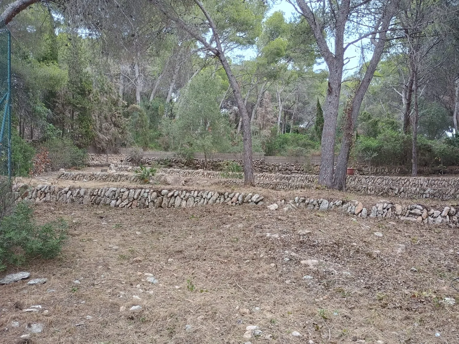 Desbroce y limpieza - Terranova Dénia