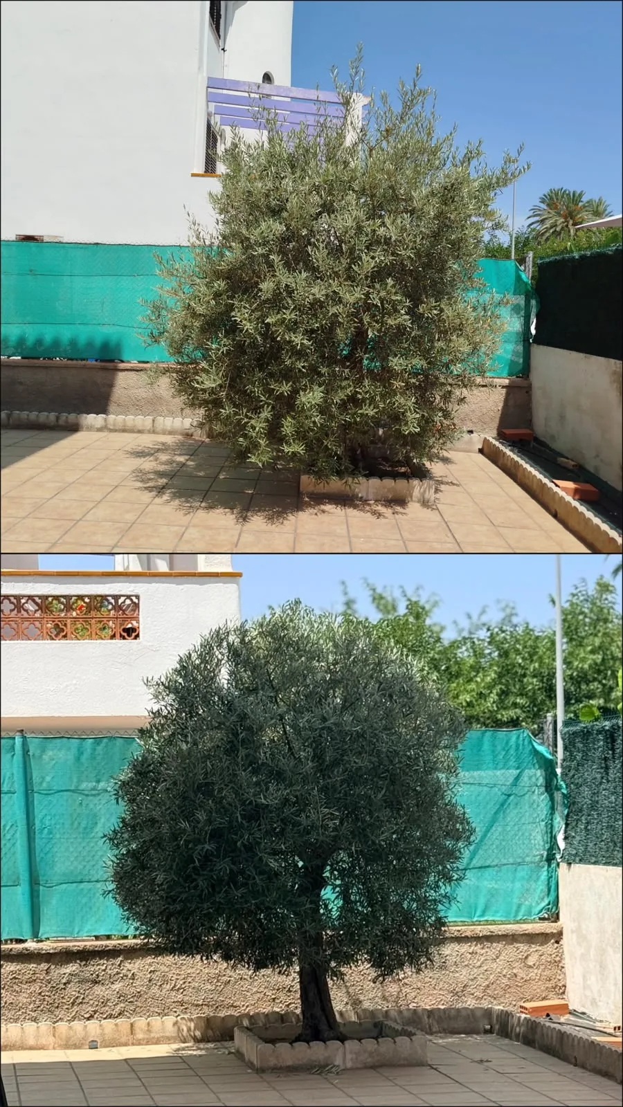Olivo antes y después - Terranova Dénia