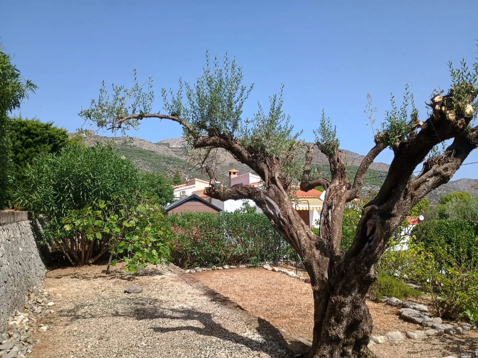 Élagage d’arbres