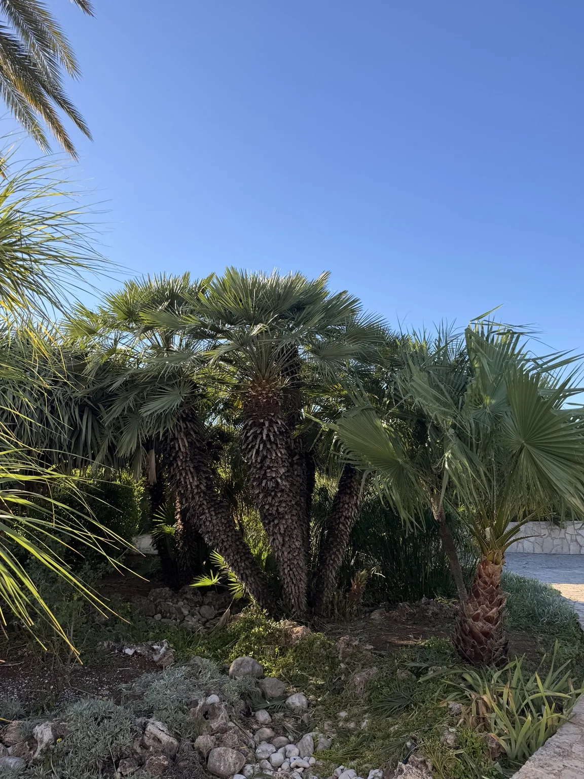 Palmeras y jardín - Terranova Dénia