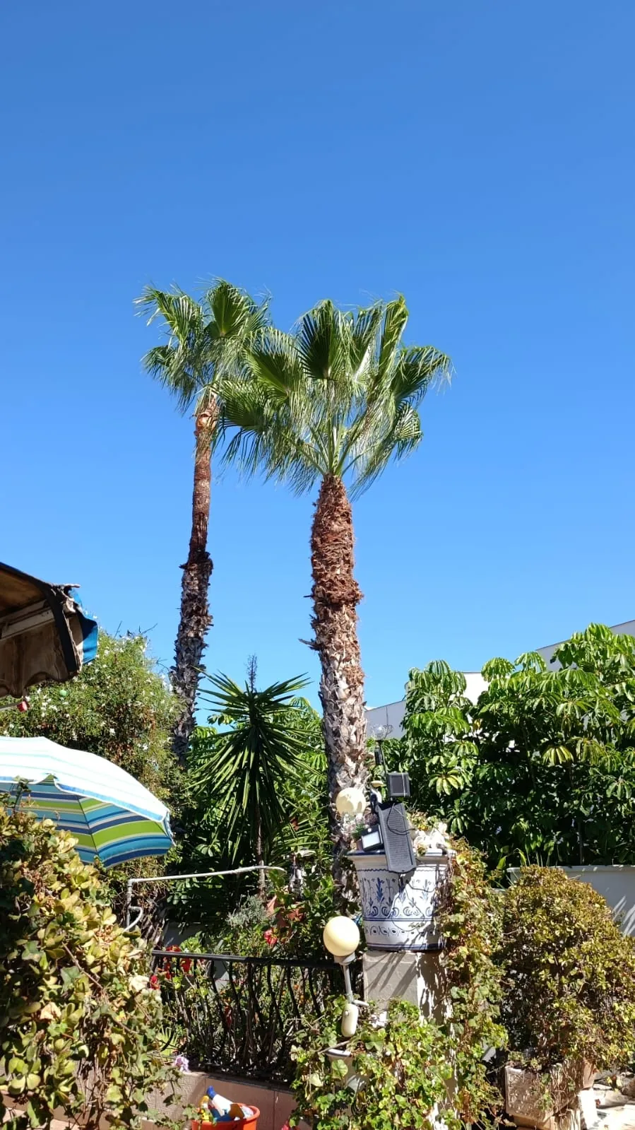 Palmeras en jardín - Terranova Dénia