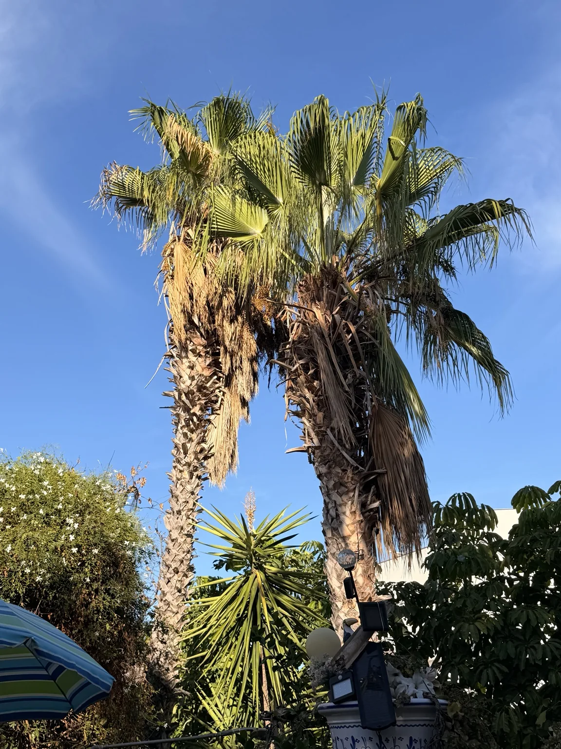 Palmeras de gran altura - Terranova Dénia