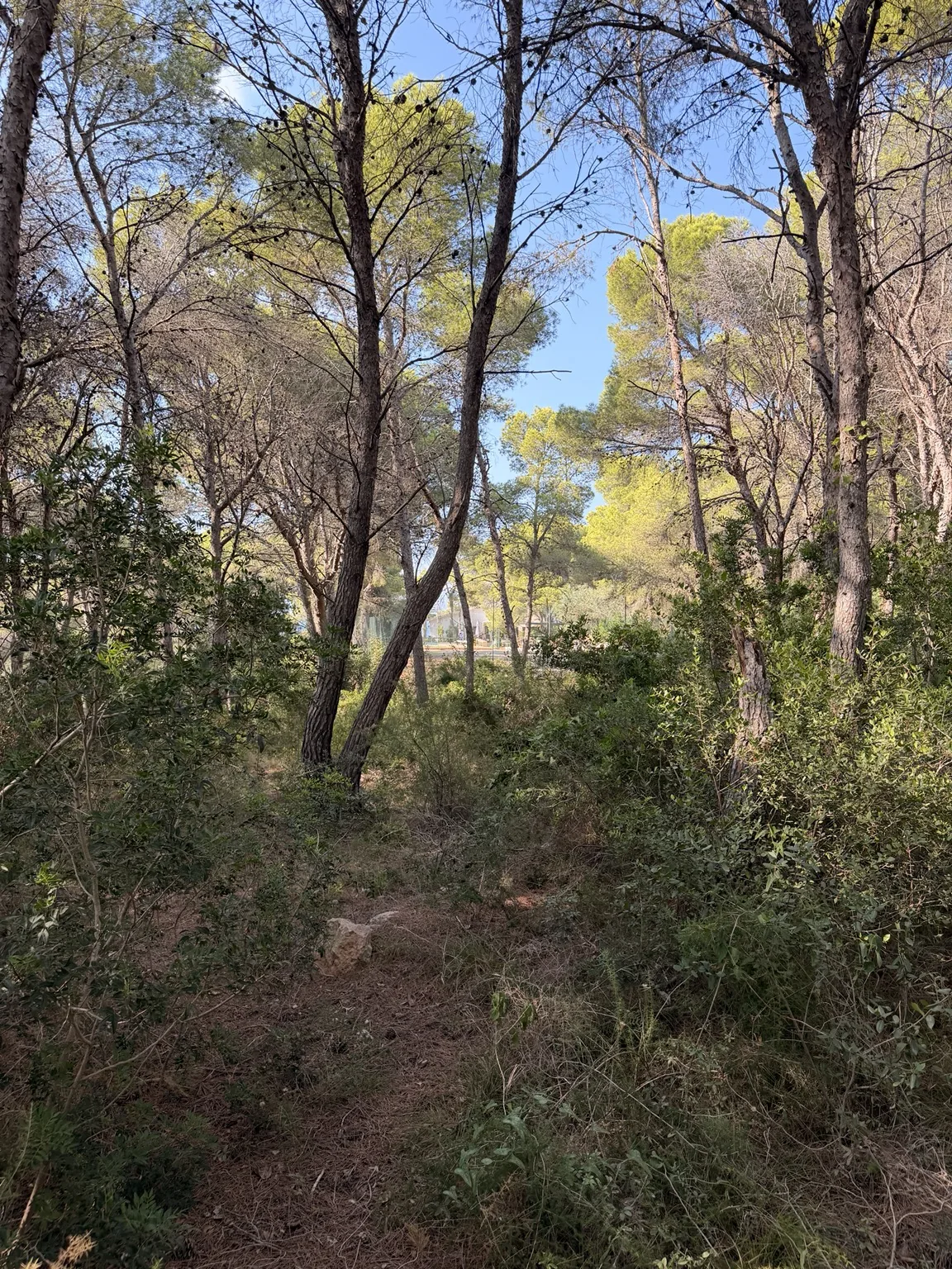 Parcela antes - Terranova Dénia